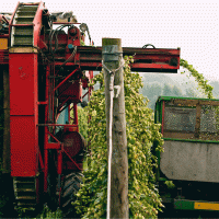 Česačka chmele – T Glendinning Photography / Shutterstock