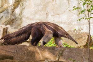 Mravenečník velký (Myrmecophaga tridactyla) – kajornyot wildlife photography / Shutterstock