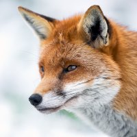 Liška obecná (Vulpes vulpes) – davemhuntphoto / Depositphotos