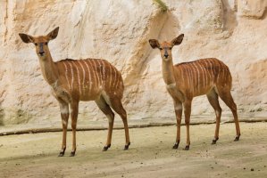 Nyala nížinná (Tragelaphus angasii) – Vladimir Wrangel / Shutterstock