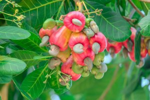 Plody stromu Anacardium occidentale – thanin kliangsa-ard / Shutterstock