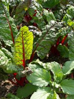 Řepa obecná (Beta vulgaris) – Profimedia.cz