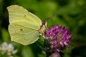 Žluťásek řešetlákový (Gonepteryx rhamni) – P_vaida / Shutterstock