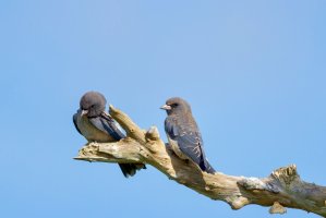 Lasolet šedohlavý (Artamus fuscus) – aDam Wildlife / Shutterstock