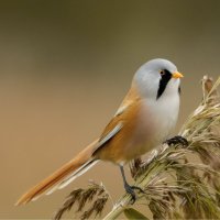 Sýkořice vousatá (Panurus biarmicus) – Lukas Zdrazil / Shutterstock