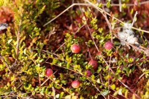 Klikva bahenní (Vaccinium oxycoccos; syn. Oxycoccus quadripetalus), poléhavý keříček s listy a plody – ChWeiss / Shutterstock