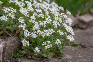 Huseník kavkazský (Arabis caucasica) – Iva Vagnerova / Shutterstock
