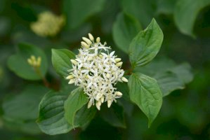Svída krvavá (Cornus sanguinea), květy – Iva Villi / Shutterstock