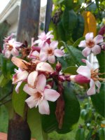 Krutikvět cenný (Strophanthus gratus) – Tina Apriastuti / Shutterstock