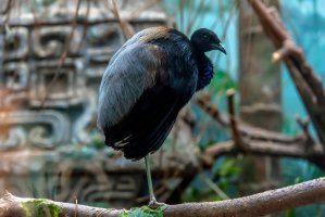 Trubač agami (Psophia crepitans) – Anna Krivitskaya / Shutterstock