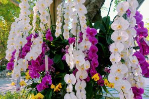 Orchidejová zahrada v Thajsku – Catchiangmai / Shutterstock