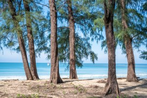 Přesličníky tichomořské (Casuarina equisetifolia), ostrov Phuket, Thajsko – Amvi Jovas / Shutterstock