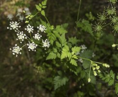 Kerblík třebule (Anthriscus cerefolium) – gianpihada / Shutterstock