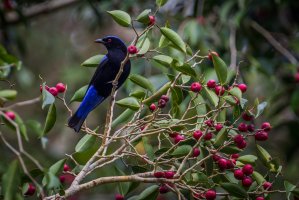 Irena tyrkysová (Irena puella), Thajsko – kajornyot wildlife photography / Shutterstock