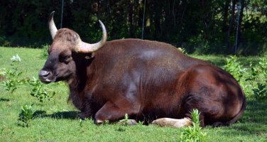 Gaur – meunierd / Shutterstock