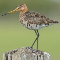 Břehouš černoocasý (Limosa limosa) – Menno Schaefer / Shutterstock