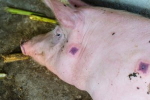 Onemocnění červenkou u prasete – Todorean-Gabriel / Shutterstock