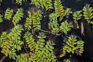 Nepukalka plovoucí (Salvinia natans) – IvanaStevanoski / Shutterstock