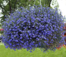 Lobelia erinus – Manfred Ruckszio / Shutterstock
