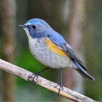 Modruška sibiřská (Tarsiger cyanurus) – BGS_Image / Shutterstock