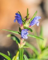 Včelník rakouský (Dracocephalum austriacum) – Profimedia.cz