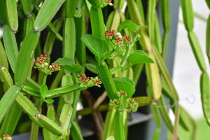 Cissus quadrangularis, detail rostliny – pisitpong2017 / Shutterstock