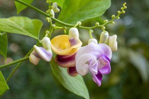 Kvetoucí vigna (Vigna caracalla) – Esin Deniz / Shutterstock