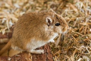 Pískomil mongolský (Meriones unguiculatus) – Jearu / Shutterstock