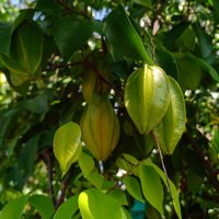 Karambola obecná (Averrhoa carambola) – nang nang / Shutterstock