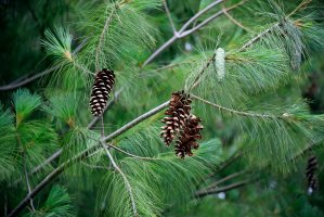 Borovice vejmutovka (Pinus strobus), detail větve s jehlicemi a šiškami – R. Maximiliane / Shutterstock