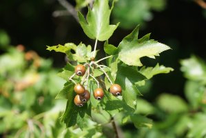 Jeřáb břek (Sorbus torminalis), větvička s listy a plody – Intrepix / Shutterstock