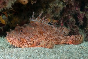Ropušnice obecná (Scorpaena scrofa) – Jesus Cobaleda / Shutterstock