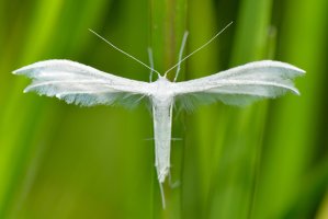 Pernatuška trnková (Pterophorus pentadactyla) z čeledi pernatuškovitých – aaltair / Shutterstock