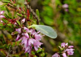 Zlatoočka obecná (Chrysopa vulgaris) – PHOTO FUN / Shutterstock