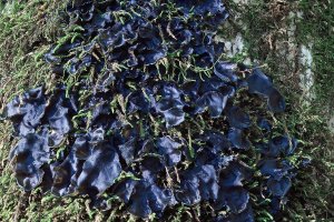 Lišejník Collema subflaccidum, rostoucí na stromě – Nikolay Kurzenko / Shutterstock