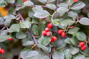 Skalník celokrajný (Cotoneaster integerrimus) – Iva Vagnerova / Shutterstock