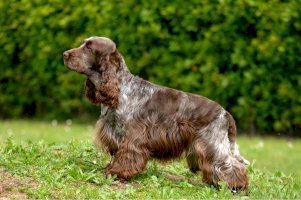 Anglický kokršpaněl – Ricantimages / Shutterstock