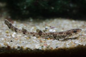 Máčka skvrnitá (Scyliorhinus canicula) – wrangel / Depositphotos