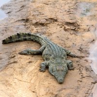 Krokodýl nilský (Crocodylus niloticus), Krugerův národní park, JAR – Kelly Ermis / Shutterstock
