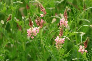 Vičenec ligrus (Onobrychis viciifolia) – Eileen Kumpf / Shutterstock