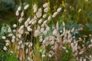 Zaječí ocásek vejčitý (Lagurus ovatus) – Profimedia.cz
