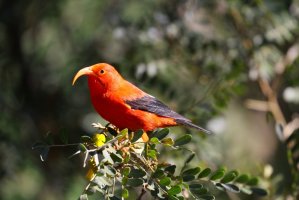 Šatovník šarlatový (Drepanis coccinea) – Thomas Chlebecek / Shutterstock