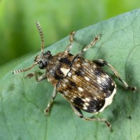 Zrnokaz hrachový (Bruchus pisorum) – Tomasz Klejdysz / Shutterstock