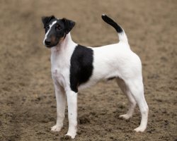 Hladkosrstý foxteriér – Sue Thatcher / Shutterstock