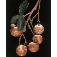 Nephelium longana, ovoce longan – COULANGES / Shutterstock