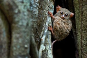 Nátroun okatý (Tarsius spectrum) – Ondrej Prosicky / Shutterstock