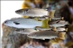 Cípal hlavatý (Mugil cephalus) – COZ / Shutterstock