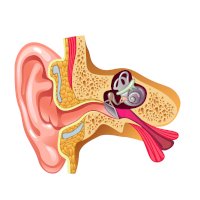 Střední ucho v řezu – Sedova Elena / Shutterstock