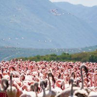 Agregační chování, hejno plameňáků – Anchor Lee / Unsplash