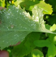 Albugo, bílá rez na hořčici – Rupinder singh 0071 / Shutterstock